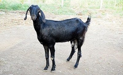 Osmanabadi Goat